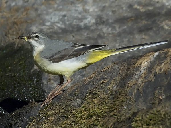Virtavästäräkki, Grey Wagtail, Motacilla cinerea